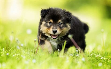 Download Wallpapers Finnish Lapphund Black Puppy Cute Animals Small