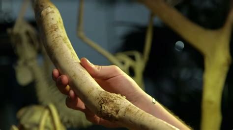 World S Biggest Penis Bone Secrets Of Bones Bbc Earth