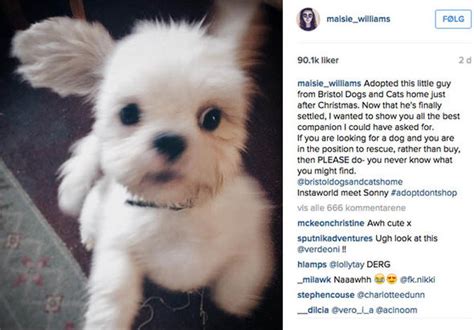Game Of Thrones Star Maisie Williams Adopts Adorable Rescue Dog