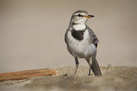 Photography Bird Wildlife Nature Christopher Taylor Whitewagtail