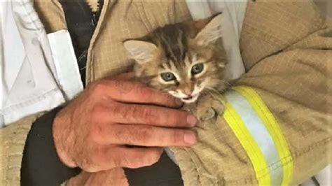 lucky kitten rescued from shower after being trapped for 2 days cole and marmalade