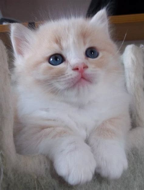 30 Very Cute Ragamuffin Kitten Pictures And Images