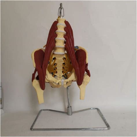 Buy Educational Model Medical Anatomical Female Pelvis Model Female