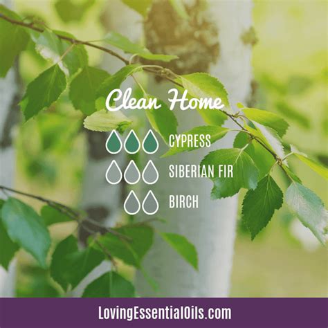 Birch Essential Oil Recipes Uses And Benefits Spotlight Loving
