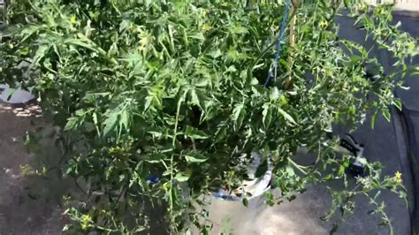 Jul 10, 2021 · the number of tomatoes you can grow in a pot will depend on the variety of the tomato. How many tomato plants in a Kratky bucket? - YouTube