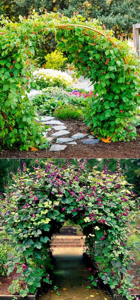 Ivy is an evergreen vine with fast creeping properties that make it perfect for covering a wall. 20+ Favorite Flowering Vines and Climbing Plants - A Piece ...