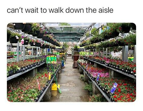 60 Plant Memes For You To Dig Through In 2021 Plant Jokes Plants