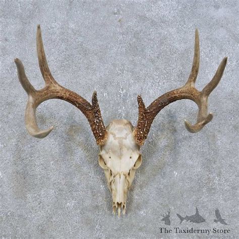 Whitetail Deer Skull European Mount For Sale 14934 The Taxidermy Store