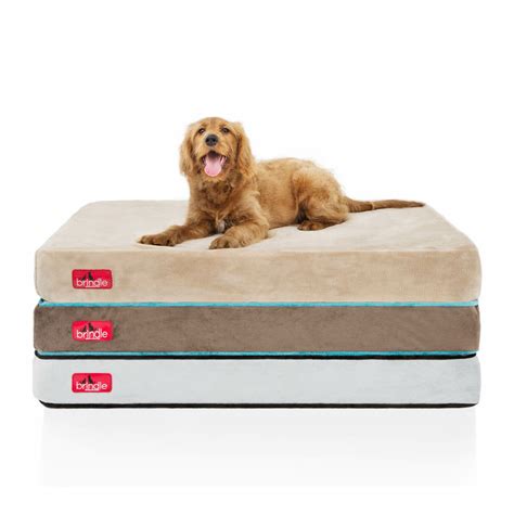 Brindle Orthopedic Memory Foam Dog Bed And Reviews Wayfair