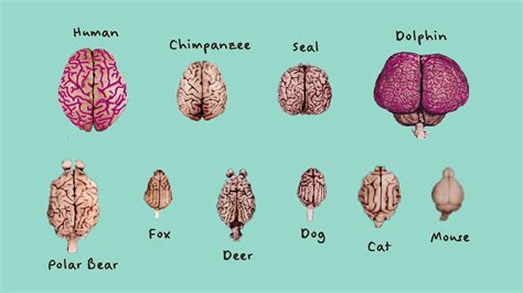 What Dog Has The Largest Brain