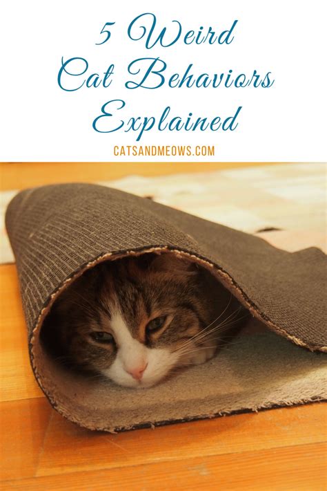 5 Weird Cat Behaviors Explained Cats And Meows