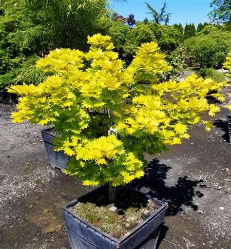 Acer Shirasawanum ‘aureum Golden Full Moon Maple — Jaycee Newman Inc