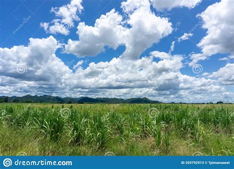 The Growing Sugar Cane Is A Perfect Tree Stock Image Image Of Bush