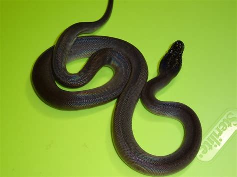 Black Dalberts Python Strictly Reptiles Inc