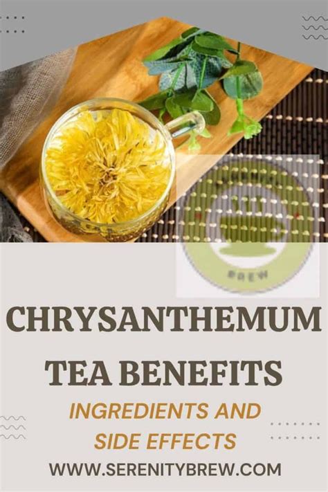 Chrysanthemum Tea Benefits Ingredients And Side Effects Serenity Brew