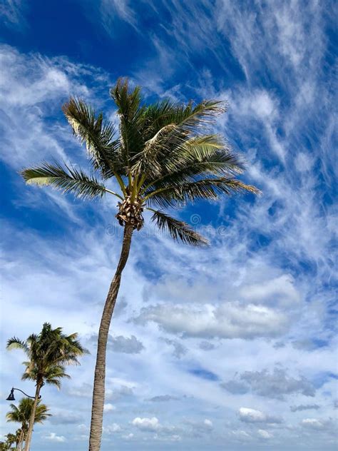 Florida Palm Trees Stock Image Image Of Trees Inspiring 108873597