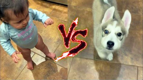 Funny Babies Vs Dogs Who Wins Youtube