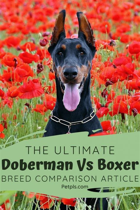 The Ultimate Doberman Vs Boxer Breed Comparison Article! in 2020