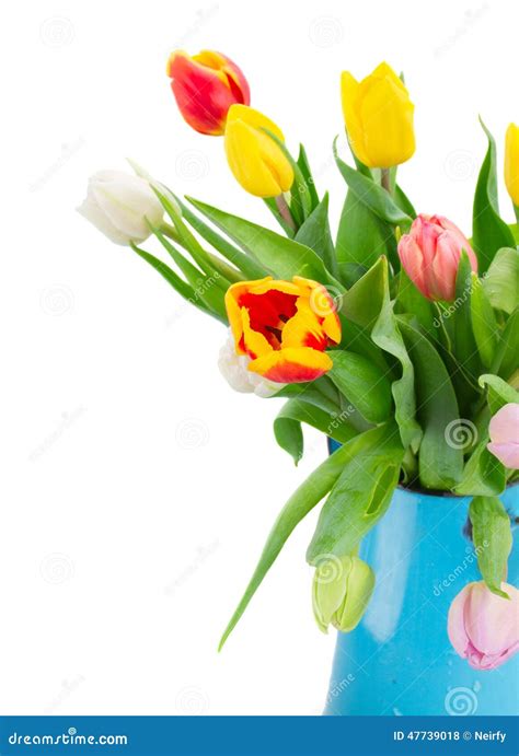 Bouquet Of Multicolored Tulip Flowers In Blue Pot Stock Photo Image
