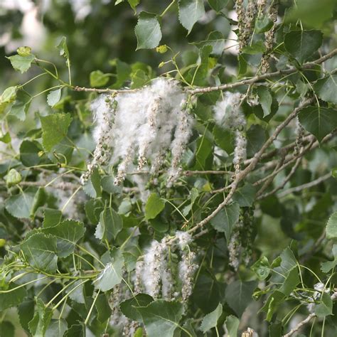 Facts About Cottonwood Trees Gardenerdy