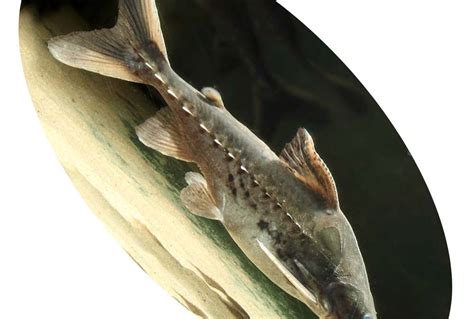Peixe Lithodoras Dorsalis Aquática Peixes
