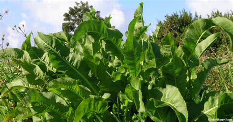 Most homeowners use it without a second thought. New Research Says Roundup Weed Killer "Probably" Causes ...