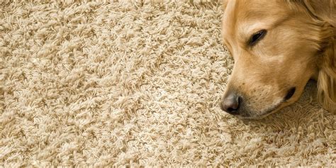 How To Choose The Best Carpet For Pets Indianapolis Flooring Store