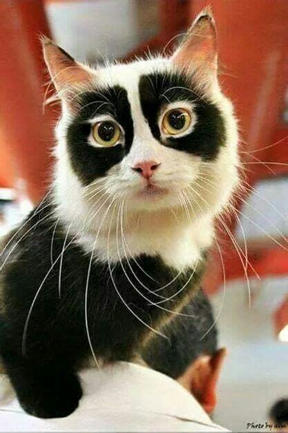 Panda Cat Cute Cats And Kittens Kittens Cutest Cool Cats Pretty Cats