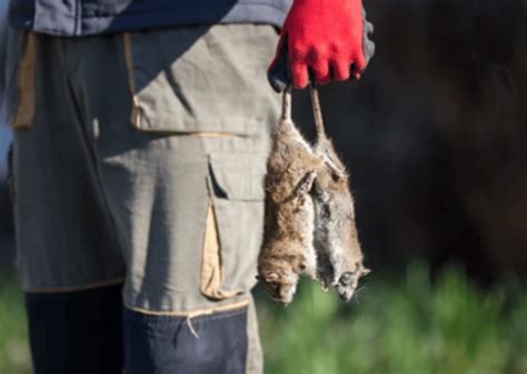 Comment tuer les rats rapidement et les éliminer efficacement ALLO