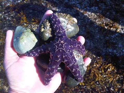 Me Holding A Purple Star Fish On Denman Island Bc Purple Ocean Island