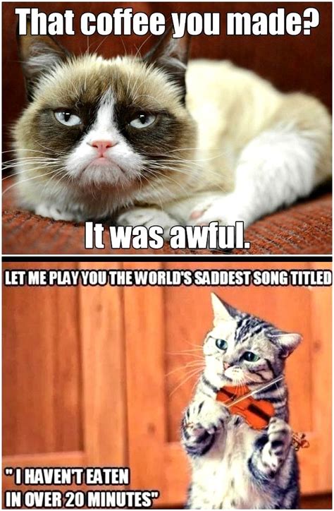 Top Laughing So Hard Cat Memes And Cat Memes Bored Panda Funny Cat Memes Cat Birthday Memes