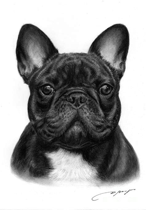 65 French Bulldog Drawing Cartoon Pic Codepromos