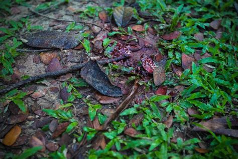The park, known in bahasa as taman rimba templer, is located north of batu caves, about 20km from central kuala lumpur. Polis tembak mati suspek pecah rumah | Kes | Berita Harian