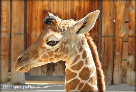 Albuquerque Zoo Has Baby Giraffe 2013