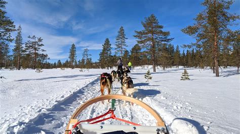 Experience Dog Sledding In Swedish Winter