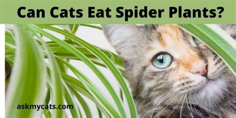 Are Spider Plants Toxic To Cats Can Cats Eat Spider Plants