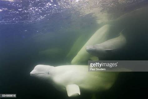 Beluga Whale Canada Photos And Premium High Res Pictures Getty Images
