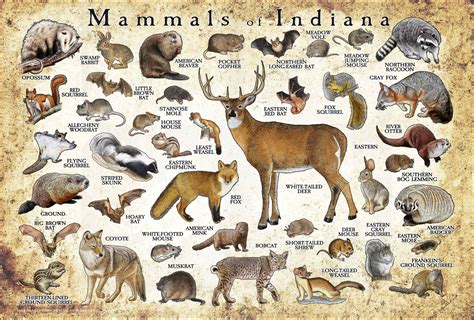 The 40 Most Common Animals In Indiana Nature Blog Network
