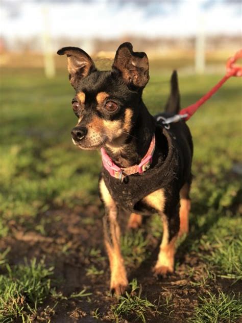 Poppy 6 Year Old Female Miniature Pinscher Cross Chihuahua Available
