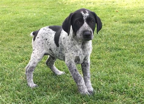 German shorthaired pointer, purebred, and akc registered puppies. German Shorthaired Pointer Puppies For Sale | Barstow, CA #188414