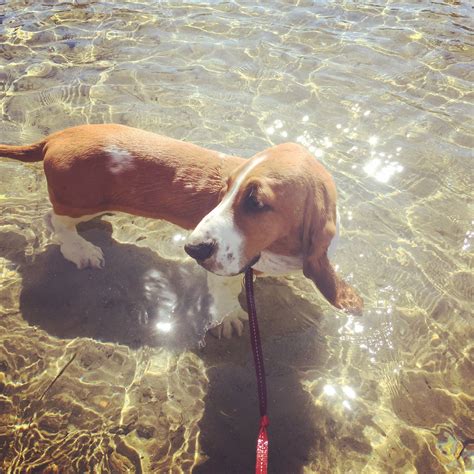 First Swim Basset Hound Dog Friends Basset