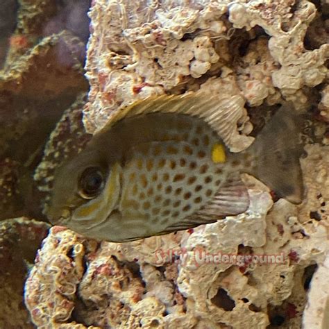 Salty Underground Goldspotted Spinefoot Rabbitfish Siganus Punctatus