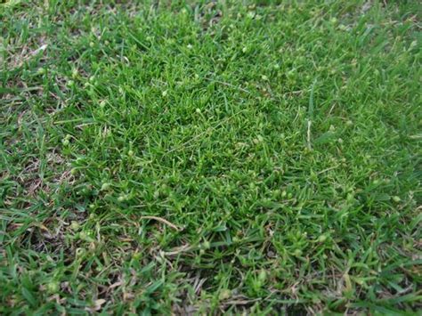 Procumbent Pearlwort ~ Identify Lawn Weeds