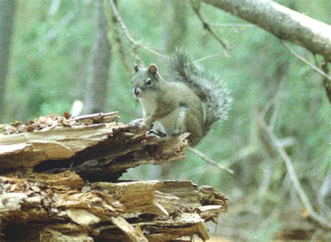 Crl Mount Graham Red Squirrel Monitoring Program Photo Gallery