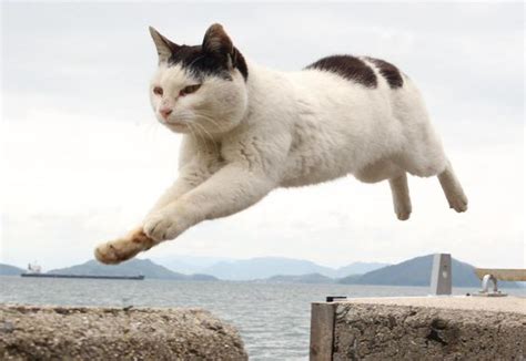 These Cats Are Excerpting Their Natural Abilities To Jump So High And