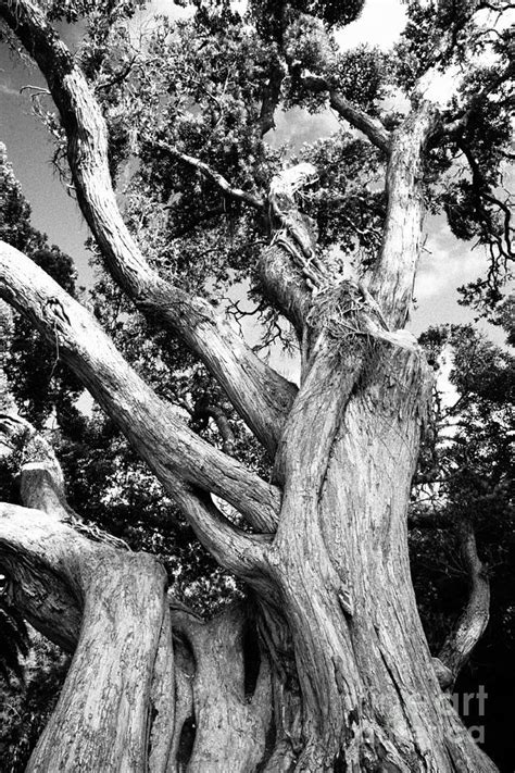 Black And White Tree Photograph By Gaspar Avila
