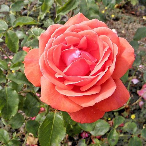 There are 11248 landscape rose for sale on etsy, and they cost sgd 23.17 on average. Fragrant Cloud Rose