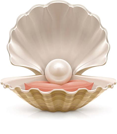 5400 Pearl Shell Illustrations Royalty Free Vector Graphics And Clip