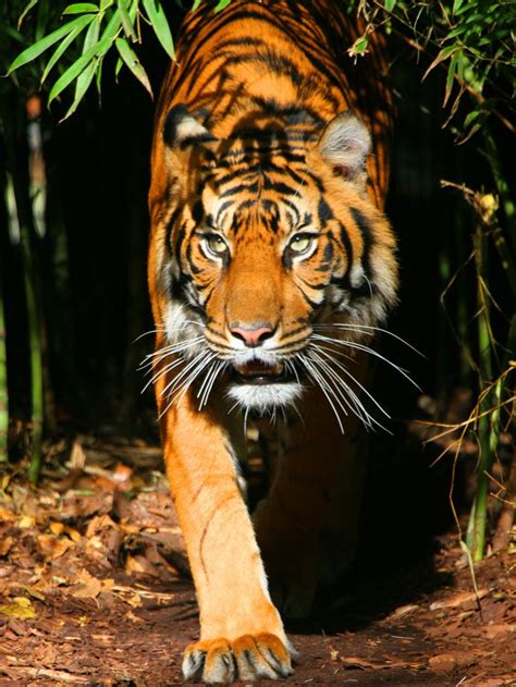 Sumatran Tiger National Geographic Society