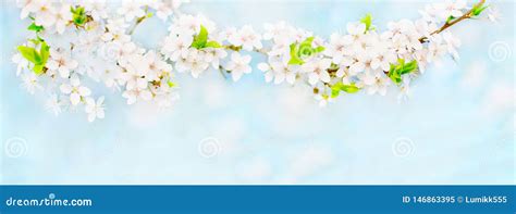 Spring Soft Nature Background With Cherry Flowers Stock Image Image